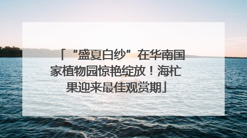 “盛夏白纱”在华南国家植物园惊艳绽放！海杧果迎来最佳观赏期