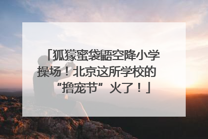 狐獴蜜袋鼯空降小学操场！北京这所学校的“撸宠节”火了！