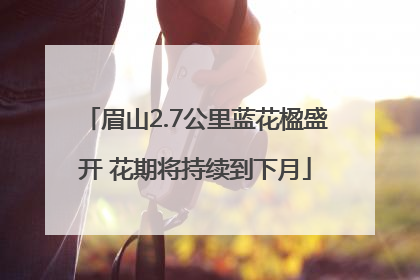 眉山2.7公里蓝花楹盛开 花期将持续到下月