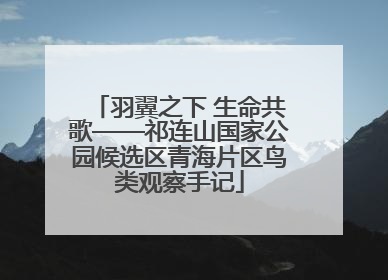 羽翼之下 生命共歌——祁连山国家公园候选区青海片区鸟类观察手记