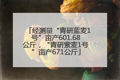 经测量“青研蓝麦1号”亩产601.68公斤，“青研紫麦1号”亩产671公斤
