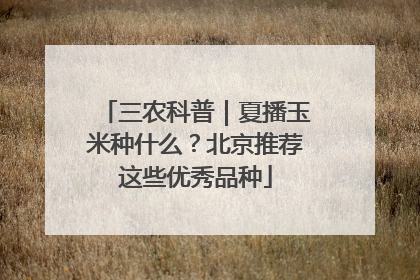 三农科普｜夏播玉米种什么？北京推荐这些优秀品种