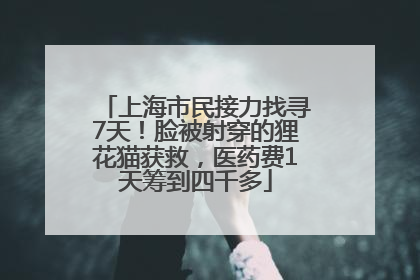 上海市民接力找寻7天！脸被射穿的狸花猫获救，医药费1天筹到四千多