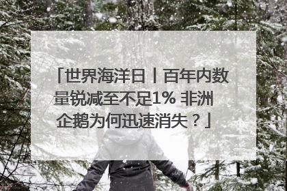 世界海洋日丨百年内数量锐减至不足1% 非洲企鹅为何迅速消失？