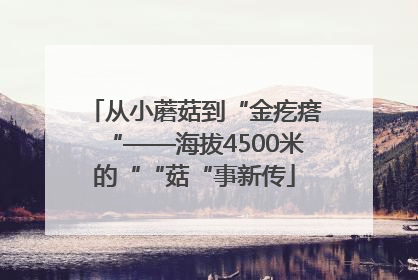 从小蘑菇到“金疙瘩“——海拔4500米的““菇“事新传