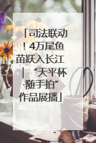 司法联动！4万尾鱼苗跃入长江｜“天平杯·随手拍”作品展播
