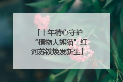 十年精心守护 “植物大熊猫”红河苏铁焕发新生