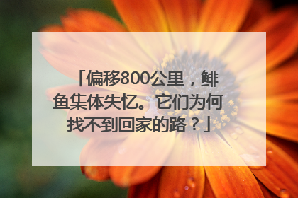 偏移800公里，鲱鱼集体失忆。它们为何找不到回家的路？