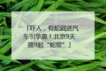 吓人，有蛇藏进汽车引擎盖！北京9天接9起“蛇警”