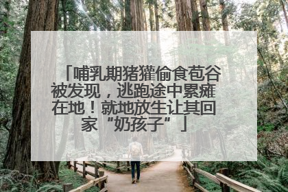 哺乳期猪獾偷食苞谷被发现，逃跑途中累瘫在地！就地放生让其回家“奶孩子”