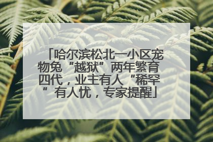 哈尔滨松北一小区宠物兔“越狱”两年繁育四代，业主有人“稀罕”有人忧，专家提醒