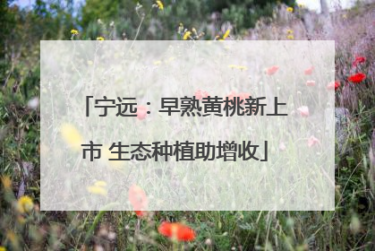 宁远：早熟黄桃新上市 生态种植助增收