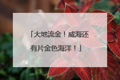 大地流金！威海还有片金色海洋！