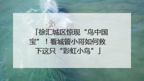 徐汇城区惊现“鸟中国宝”！看城管小哥如何救下这只“彩虹小鸟”