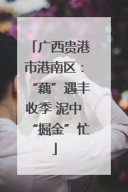 广西贵港市港南区：“藕”遇丰收季 泥中“掘金”忙