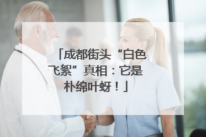 成都街头“白色飞絮”真相：它是朴绵叶蚜！