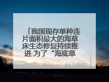 我国现存单种连片面积最大的海草床生态修复持续推进 为了“海底草原”更繁茂