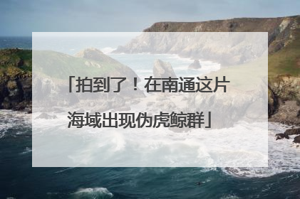 拍到了！在南通这片海域出现伪虎鲸群