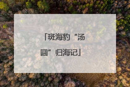 斑海豹“汤圆”归海记