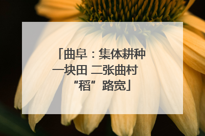 曲阜：集体耕种一块田 二张曲村“稻”路宽