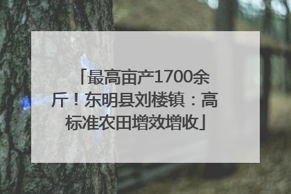 最高亩产1700余斤！东明县刘楼镇：高标准农田增效增收