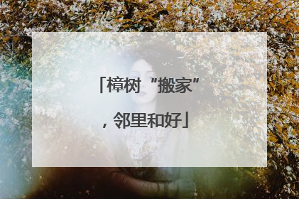 樟树“搬家”，邻里和好