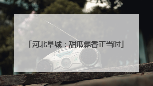河北阜城：甜瓜飘香正当时