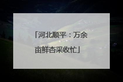 河北顺平：万余亩鲜杏采收忙