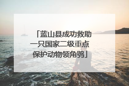 蓝山县成功救助一只国家二级重点保护动物领角鸮