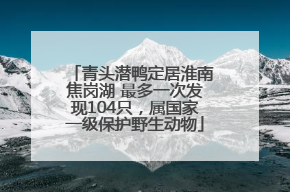 青头潜鸭定居淮南焦岗湖 最多一次发现104只，属国家一级保护野生动物