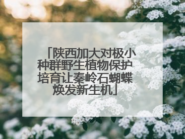 陕西加大对极小种群野生植物保护培育让秦岭石蝴蝶焕发新生机