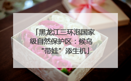 黑龙江三环泡国家级自然保护区：候鸟“带娃”添生机