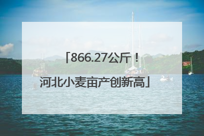 866.27公斤！河北小麦亩产创新高